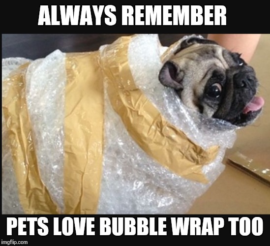 ALWAYS REMEMBER PETS LOVE BUBBLE WRAP TOO | made w/ Imgflip meme maker
