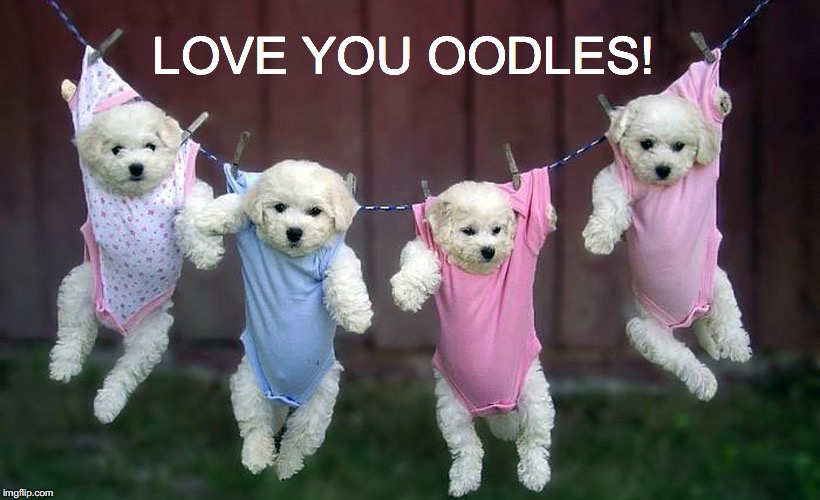 And not just because it's getting close to Valentine's day | LOVE YOU OODLES! | image tagged in janey mack meme,flirty meme,funny,poodles,love you oodles | made w/ Imgflip meme maker
