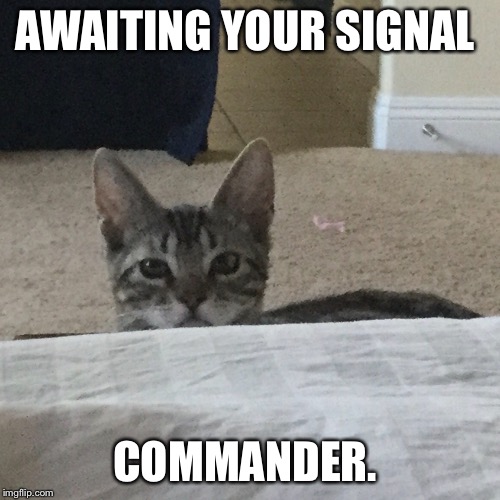 AWAITING YOUR SIGNAL COMMANDER. | made w/ Imgflip meme maker