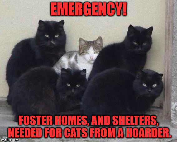 blackcats | EMERGENCY! FOSTER HOMES, AND SHELTERS, NEEDED FOR CATS FROM A HOARDER. | image tagged in blackcats | made w/ Imgflip meme maker