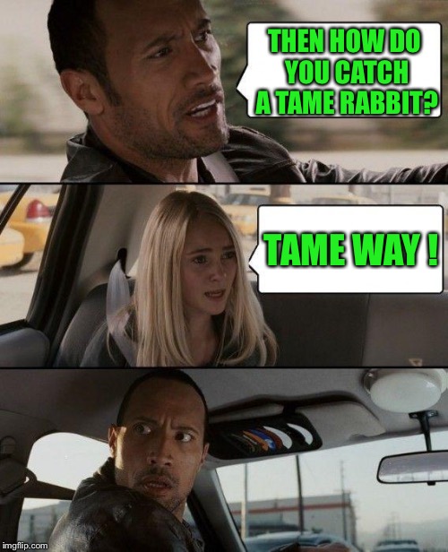 The Rock Driving Meme | THEN HOW DO YOU CATCH A TAME RABBIT? TAME WAY ! | image tagged in memes,the rock driving | made w/ Imgflip meme maker