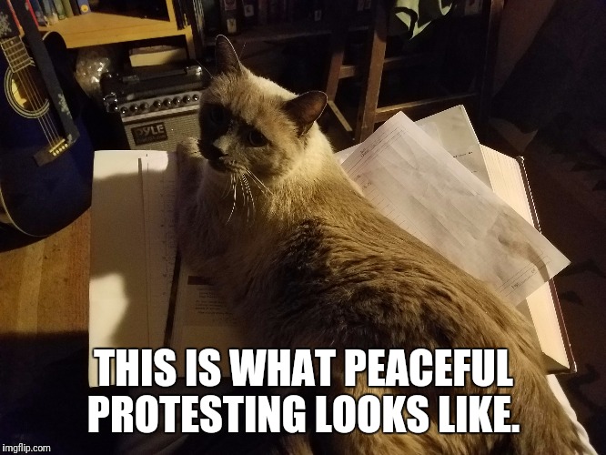 Peaceful Protest | THIS IS WHAT PEACEFUL PROTESTING LOOKS LIKE. | image tagged in protest,cats,peaceful | made w/ Imgflip meme maker