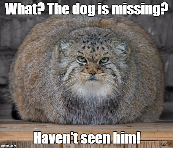 Fat Cats Exercise | What? The dog is missing? Haven't seen him! | image tagged in fat cats exercise | made w/ Imgflip meme maker