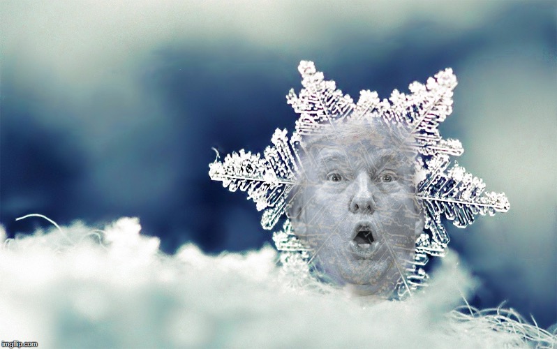 Donald Trump, Snowflake | image tagged in donald trump,trump,snowflake,precious,sad,loser | made w/ Imgflip meme maker