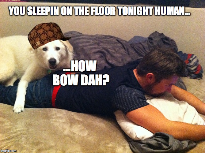 Try and flip me |  YOU SLEEPIN ON THE FLOOR TONIGHT HUMAN... ...HOW BOW DAH? | image tagged in cash me ousside how bow dah,how bow dah,funny dogs,scumbag hat,human | made w/ Imgflip meme maker