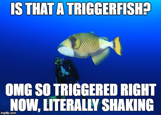 Triggerfished | IS THAT A TRIGGERFISH? OMG SO TRIGGERED RIGHT NOW, LITERALLY SHAKING | image tagged in triggered | made w/ Imgflip meme maker