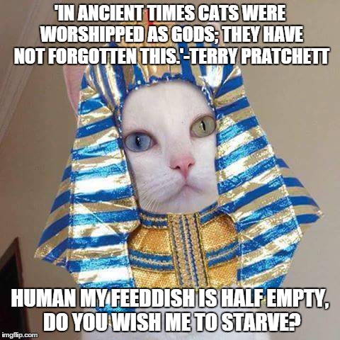 Egyptian kitty cat | 'IN ANCIENT TIMES CATS WERE WORSHIPPED AS GODS; THEY HAVE NOT FORGOTTEN THIS.'-TERRY PRATCHETT; HUMAN MY FEEDDISH IS HALF EMPTY, DO YOU WISH ME TO STARVE? | image tagged in cat,egyptian cat,worship | made w/ Imgflip meme maker