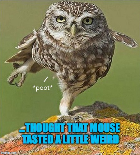 burrowing owl | ...THOUGHT THAT MOUSE TASTED A LITTLE WEIRD | image tagged in mouse meal | made w/ Imgflip meme maker