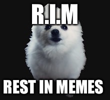Gabe the dog | R.I.M; REST IN MEMES | image tagged in gabe the dog | made w/ Imgflip meme maker