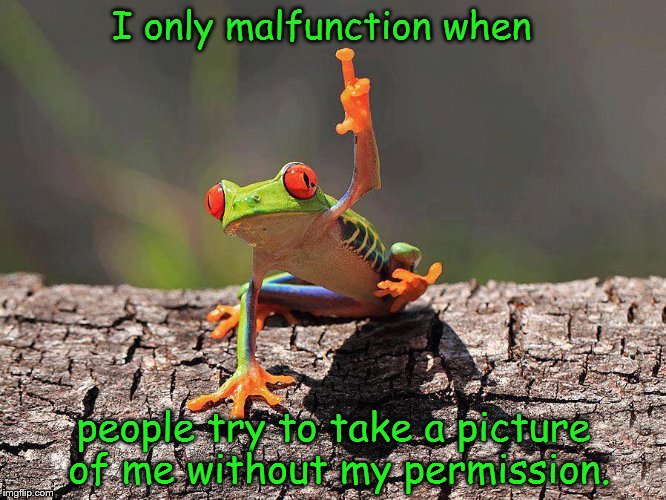 Malfunctioning Frog | I only malfunction when; people try to take a picture of me without my permission. | image tagged in malfunctioning frog,malfunction,funny picture,most interesting frog in the world,frog puns,nature | made w/ Imgflip meme maker