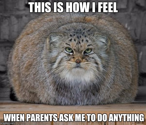 Fat Cats Exercise | THIS IS HOW I FEEL; WHEN PARENTS ASK ME TO DO ANYTHING | image tagged in fat cats exercise | made w/ Imgflip meme maker