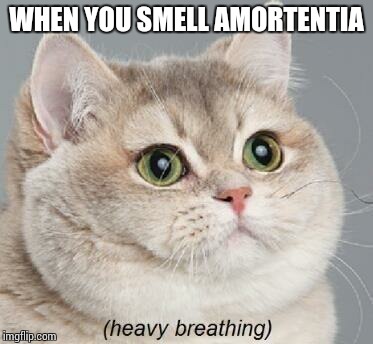 Heavy Breathing Cat | WHEN YOU SMELL AMORTENTIA | image tagged in memes,heavy breathing cat | made w/ Imgflip meme maker