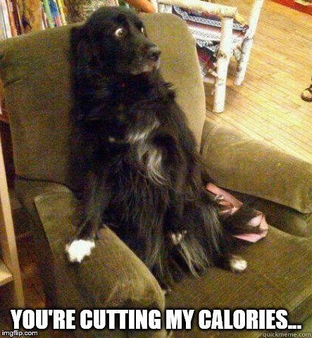 Dogs | YOU'RE CUTTING MY CALORIES... | image tagged in dogs | made w/ Imgflip meme maker