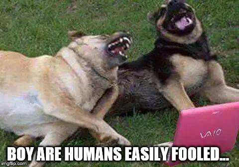 Dogs laughting | BOY ARE HUMANS EASILY FOOLED... | image tagged in dogs laughting | made w/ Imgflip meme maker