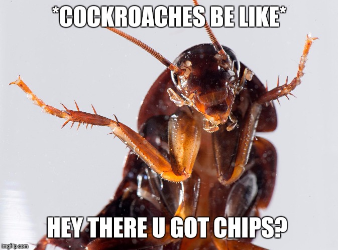 Cockroach | *COCKROACHES BE LIKE*; HEY THERE U GOT CHIPS? | image tagged in cockroach | made w/ Imgflip meme maker