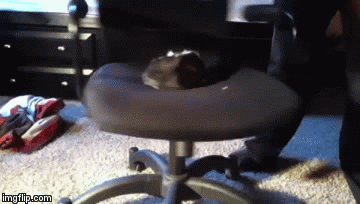 Dizzy piggy | image tagged in gifs | made w/ Imgflip video-to-gif maker