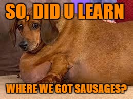 Sausage | SO, DID U LEARN; WHERE WE GOT SAUSAGES? | image tagged in fat dog | made w/ Imgflip meme maker