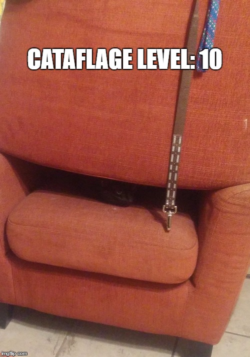 Cataflage | CATAFLAGE LEVEL: 10 | image tagged in cat,hidden,funny cats | made w/ Imgflip meme maker