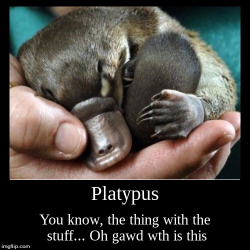 Platypus | You know, the thing with the stuff...Oh gawd wth is this | image tagged in funny,demotivationals | made w/ Imgflip demotivational maker