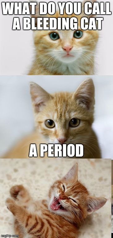 I really hope I don't have to explain this. | WHAT DO YOU CALL A BLEEDING CAT; A PERIOD | image tagged in bad pun cat | made w/ Imgflip meme maker