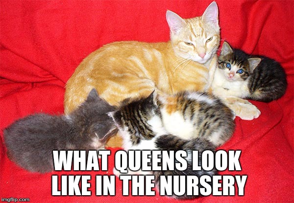 Ginger cat kittens | WHAT QUEENS LOOK LIKE IN THE NURSERY | image tagged in ginger cat kittens | made w/ Imgflip meme maker