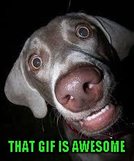 THAT GIF IS AWESOME | made w/ Imgflip meme maker