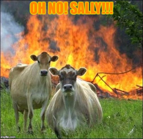 Evil Cows | OH NO! SALLY!!! | image tagged in memes,evil cows | made w/ Imgflip meme maker