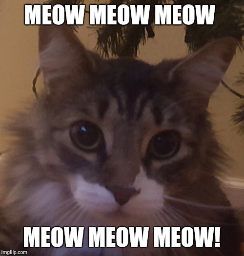 KittyMeme | MEOW MEOW MEOW; MEOW MEOW MEOW! | image tagged in cats | made w/ Imgflip meme maker