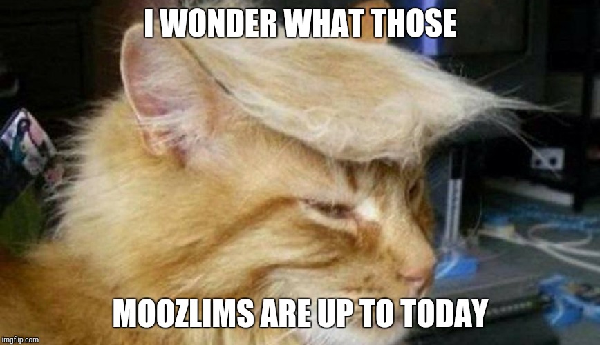 I WONDER WHAT THOSE; MOOZLIMS ARE UP TO TODAY | image tagged in trump cat | made w/ Imgflip meme maker