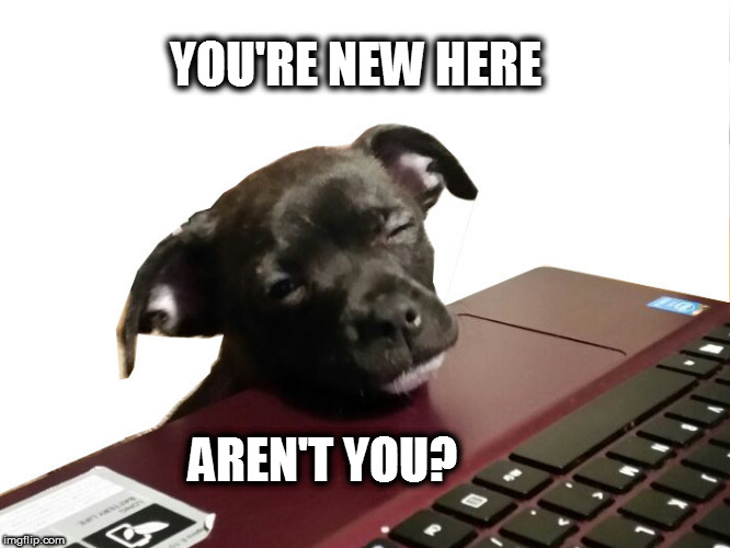 netpuppy | YOU'RE NEW HERE; AREN'T YOU? | image tagged in netpuppy | made w/ Imgflip meme maker