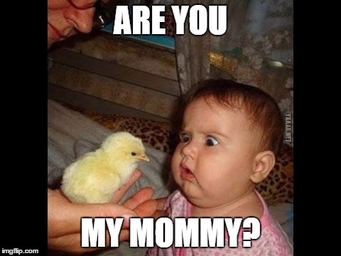 ARE YOU MY MOMMY? | ARE YOU; MY MOMMY? | image tagged in confused baby,chicken,confused | made w/ Imgflip meme maker
