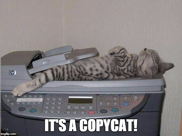It's a Copycat | IT'S A COPYCAT! | image tagged in cat,kitten,meme | made w/ Imgflip meme maker