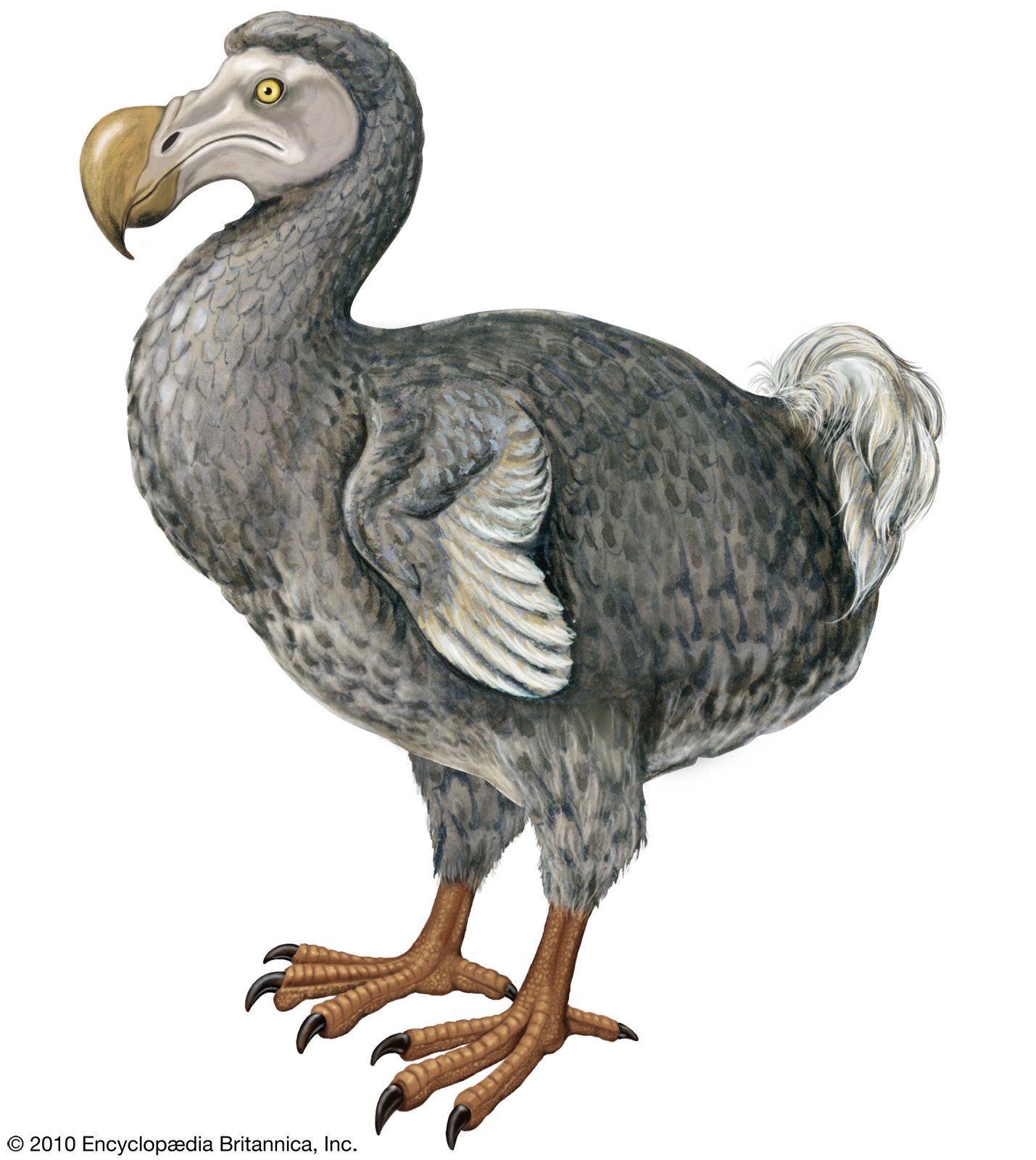 Dodo Blank Meme Template