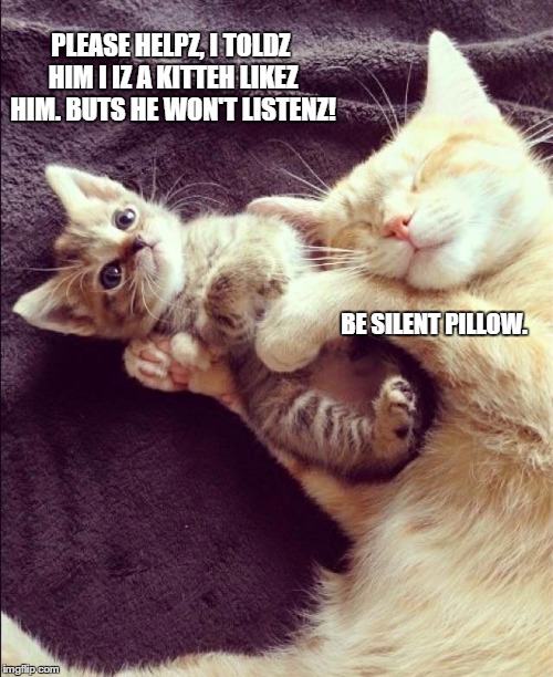 Kitten Pillow | PLEASE HELPZ, I TOLDZ HIM I IZ A KITTEH LIKEZ HIM. BUTS HE WON'T LISTENZ! BE SILENT PILLOW. | image tagged in kitten,cat,pillow,cute | made w/ Imgflip meme maker