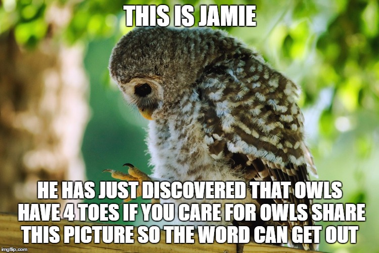 THIS IS JAMIE; HE HAS JUST DISCOVERED THAT OWLS HAVE 4 TOES IF YOU CARE FOR OWLS SHARE THIS PICTURE SO THE WORD CAN GET OUT | made w/ Imgflip meme maker