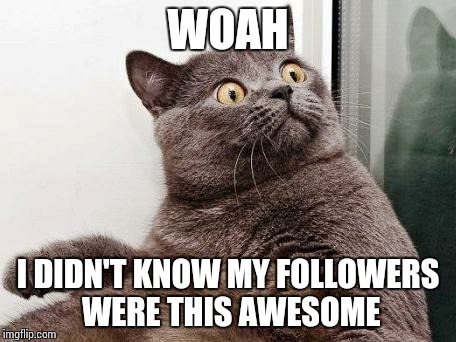 Surprised cat | WOAH; I DIDN'T KNOW MY FOLLOWERS WERE THIS AWESOME | image tagged in surprised cat | made w/ Imgflip meme maker