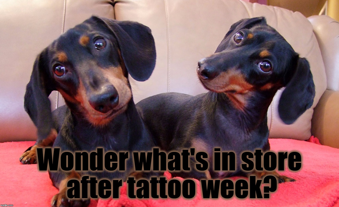 Introducing Dachshund Week (Feb. 2nd To Feb. 9)! | Wonder what's in store after tattoo week? | image tagged in memes,funny,tattoo week,dachshund week,juicydeath1025,prepare yourself | made w/ Imgflip meme maker