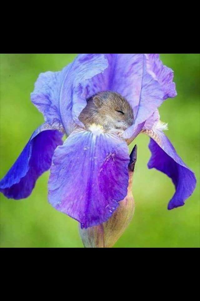 High Quality Mouse sleeping in a flower Blank Meme Template