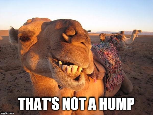 Earl the camel pontificates on why they call it "hump day" | THAT'S NOT A HUMP | image tagged in hump day,hump day camel,camel,wednesday | made w/ Imgflip meme maker