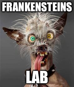 Dogs | FRANKENSTEINS; LAB | image tagged in dogs,labrador,frankenstein,funny memes,funny animals,funny dogs | made w/ Imgflip meme maker