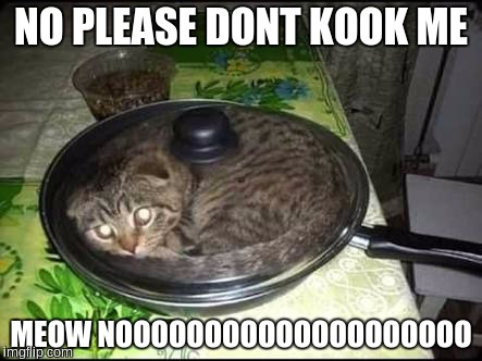 Crazy cats | NO PLEASE DONT KOOK ME; MEOW NOOOOOOOOOOOOOOOOOOOO | image tagged in crazy cats | made w/ Imgflip meme maker