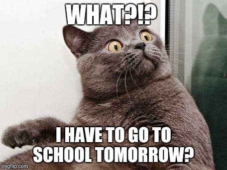 Surprised cat | WHAT?!? I HAVE TO GO TO SCHOOL TOMORROW? | image tagged in surprised cat | made w/ Imgflip meme maker