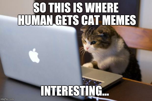 Cat using computer | SO THIS IS WHERE HUMAN GETS CAT MEMES; INTERESTING... | image tagged in cat using computer | made w/ Imgflip meme maker