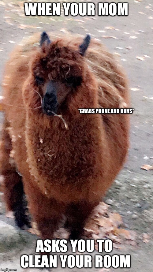 When your mom asks you to clean | WHEN YOUR MOM; *GRABS PHONE AND RUNS*; ASKS YOU TO CLEAN YOUR ROOM | image tagged in mom,cleaning,alpaca,memes | made w/ Imgflip meme maker