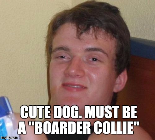 10 Guy Meme | CUTE DOG. MUST BE A "BOARDER COLLIE" | image tagged in memes,10 guy | made w/ Imgflip meme maker