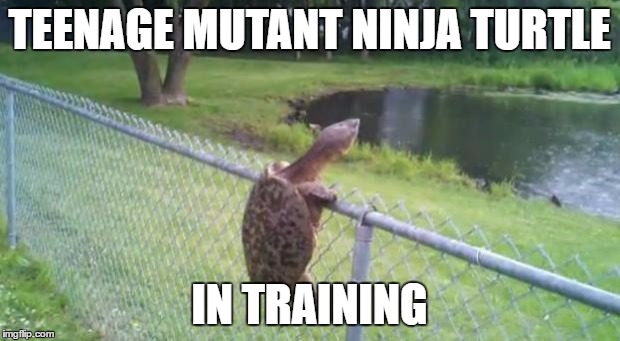 turtle fence escape | TEENAGE MUTANT NINJA TURTLE; IN TRAINING | image tagged in turtle fence escape | made w/ Imgflip meme maker