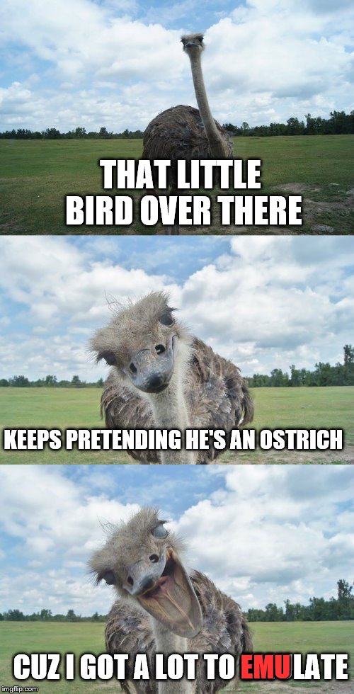 Bad Pun Ostrich | THAT LITTLE BIRD OVER THERE; KEEPS PRETENDING HE'S AN OSTRICH; CUZ I GOT A LOT TO EMULATE; EMU | image tagged in bad pun ostrich,memes | made w/ Imgflip meme maker