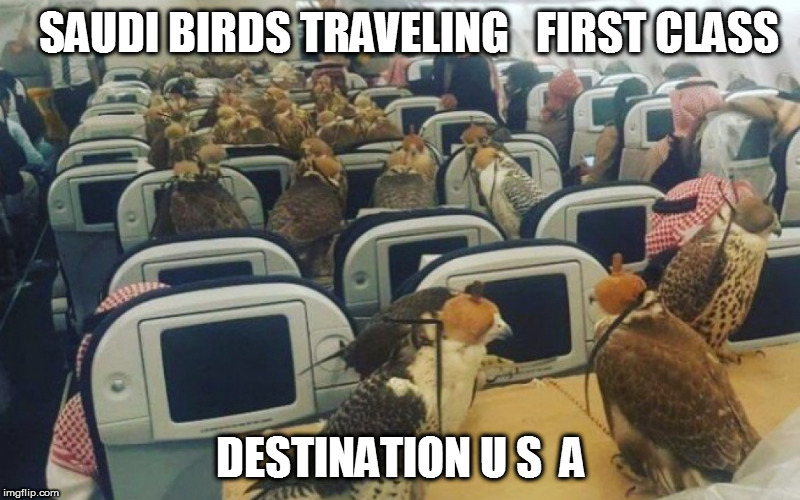 flying to the usa | SAUDI BIRDS TRAVELING   FIRST CLASS; DESTINATION U S  A | image tagged in atlanta falcons | made w/ Imgflip meme maker