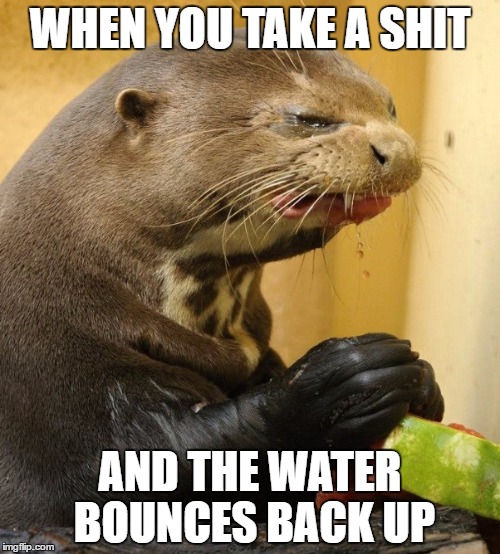 Disgusted Seal | WHEN YOU TAKE A SHIT; AND THE WATER BOUNCES BACK UP | image tagged in seal,shit,funny memes | made w/ Imgflip meme maker