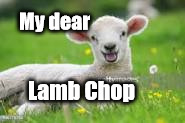 Lamb chop | My dear; Lamb Chop | image tagged in lamb | made w/ Imgflip meme maker